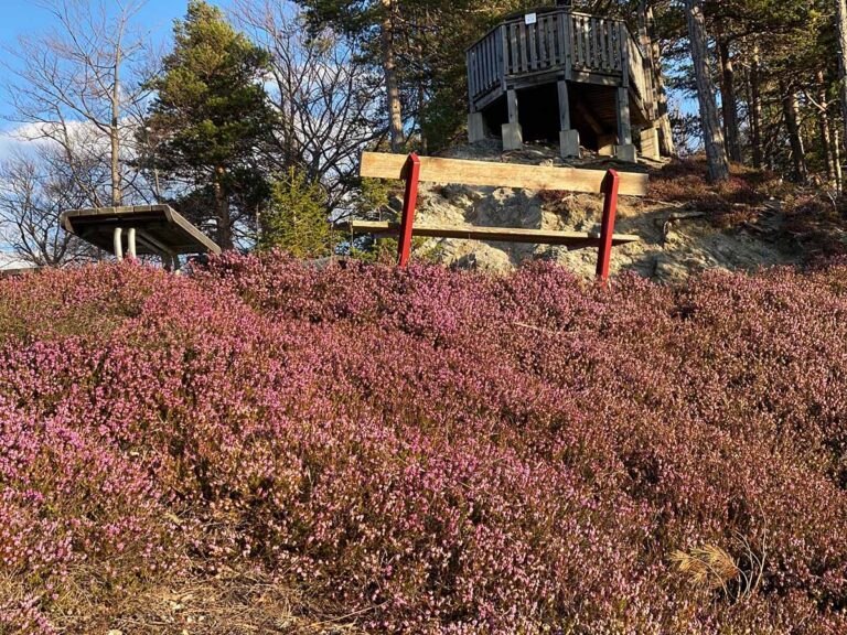 Erika Bl Te 20 Schilling Blick